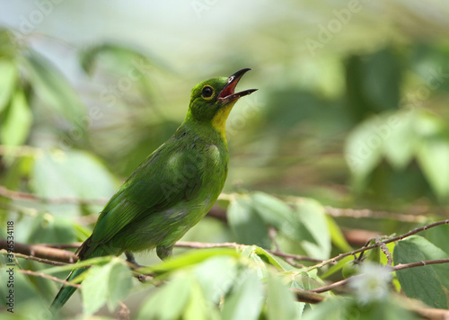 Greater Green Leafbird, Chloropsis sonnerati photo