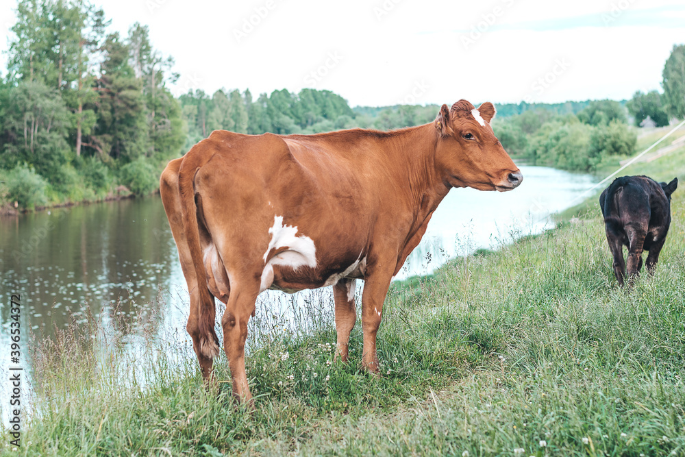 The red cow on the banks of the river.Symbol of the New year 2021.Selective focus