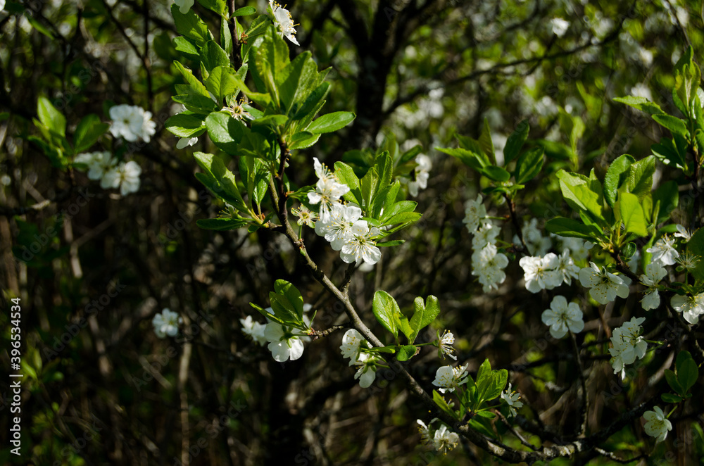 Photo of cherry blossoms in the garden. Spring photo. Blooming trees. Photo of cherry blossoms in the garden. Spring photo. Blooming trees.