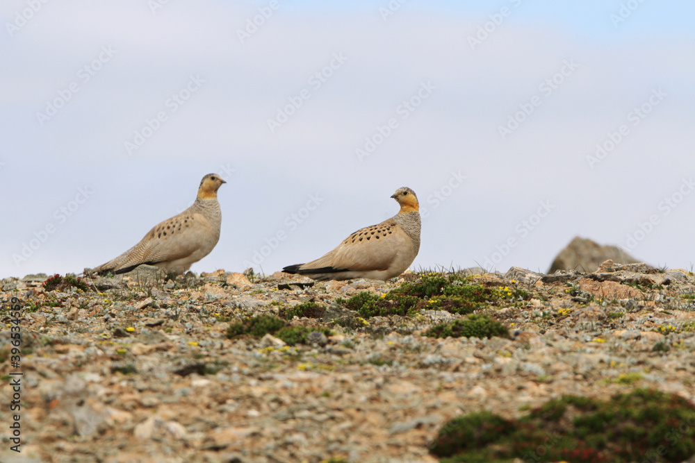 Tibetan Sandgrouse, Syrrhaptes tibetanus Tibetan Sandgrouse, Syrrhaptes tibetanus