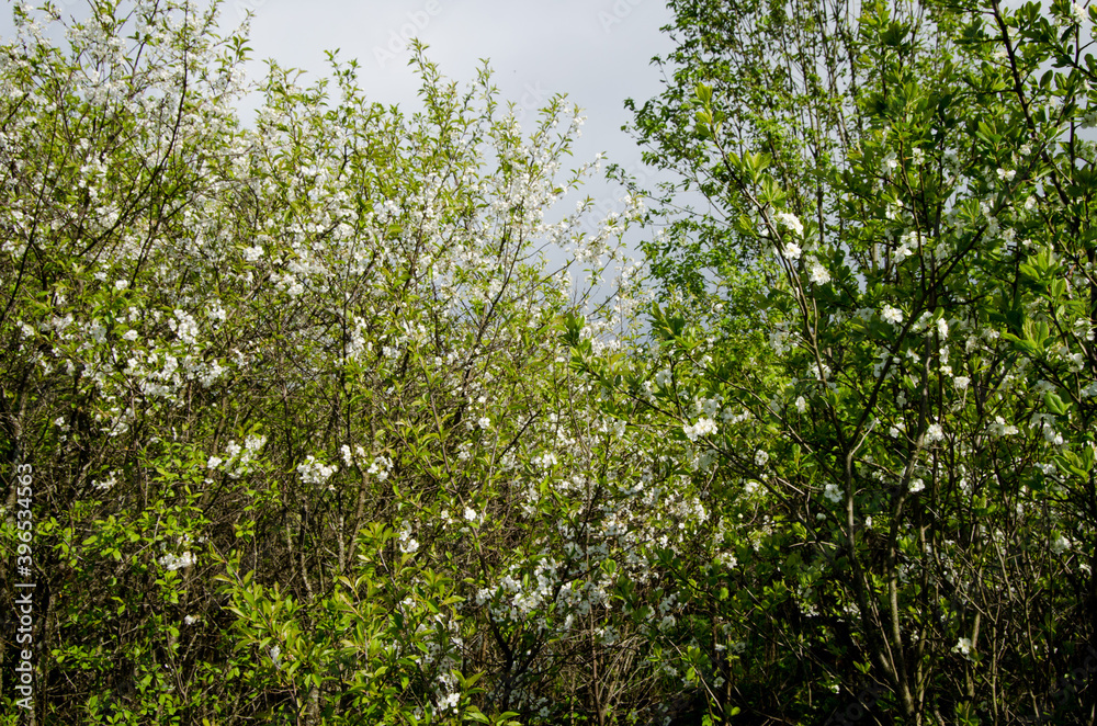 Photo of cherry blossoms in the garden. Spring photo. Blooming trees. Photo of cherry blossoms in the garden. Spring photo. Blooming trees.