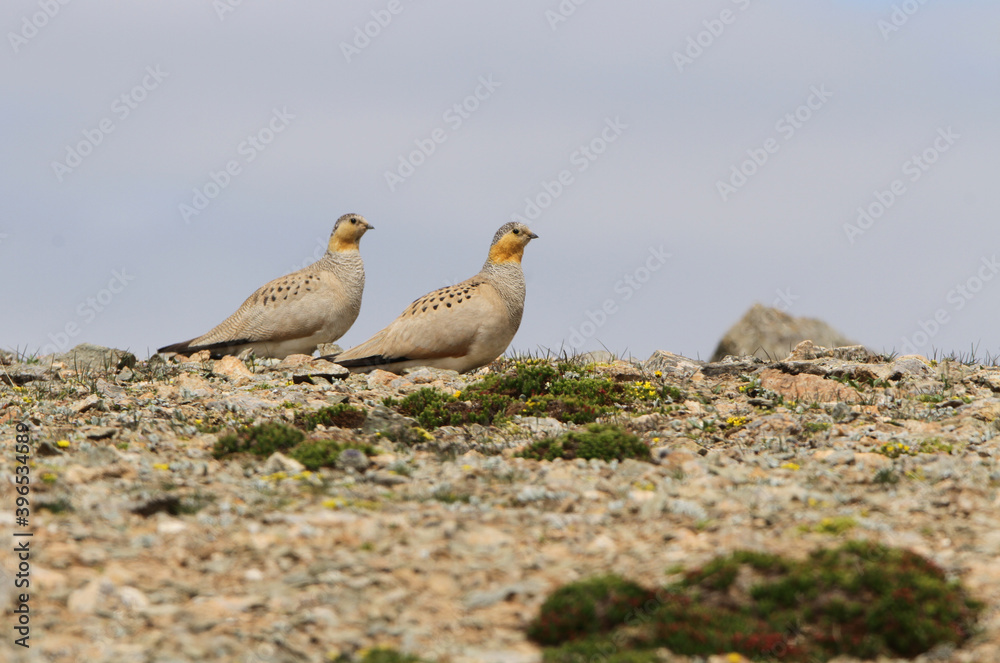 Tibetan Sandgrouse, Syrrhaptes tibetanus Tibetan Sandgrouse, Syrrhaptes tibetanus