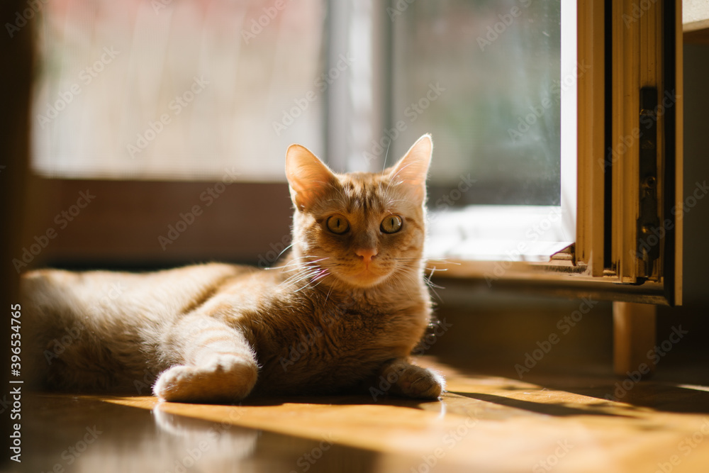 cat looks at camera pet ginger tabby young wooden floor in the sun resting shadows high contrast awake back lighting