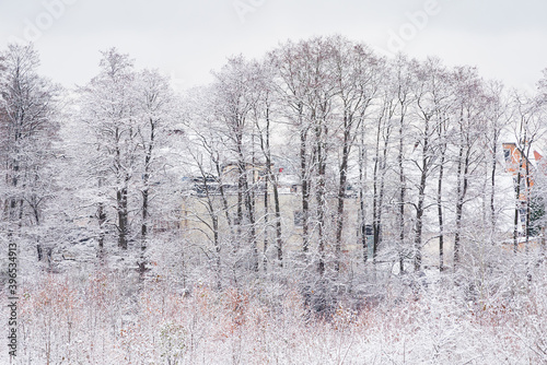 Wallpaper Mural nice winter in the park Torontodigital.ca