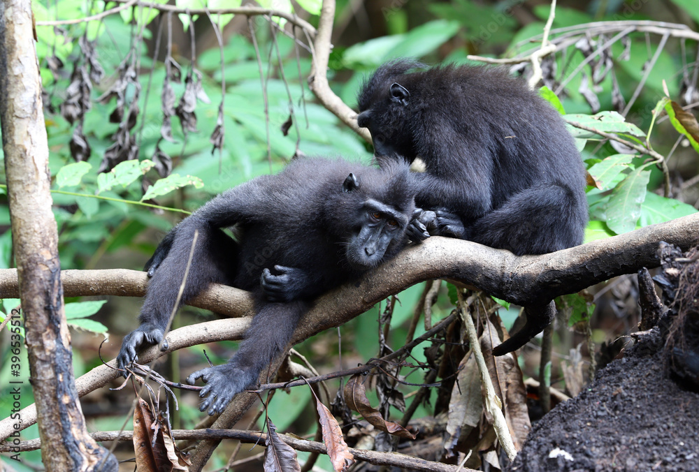 Celebes crested macaque, Macaca nigra Celebes crested macaque, Macaca nigra