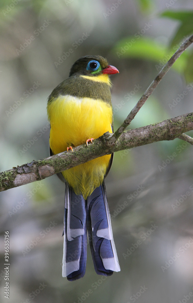 Sumatran Trogon, Apalharpactes mackloti Sumatran Trogon, Apalharpactes mackloti