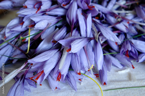 Italian saffron called Zafferano di Navelli in the province of L'Aquila in the Abruzzo region of central Italy on the table for processing and selection photo