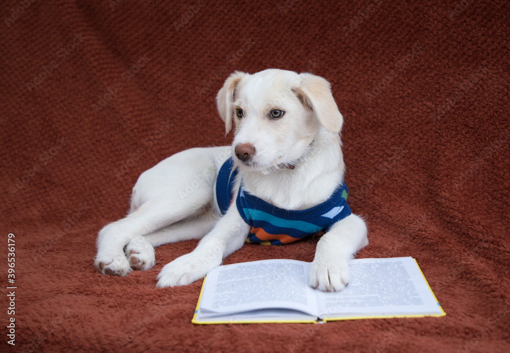 cute white puppy in a striped vest lies on a soft blanket in front of an open book. The concept of reading books, knowledge. Good habits. Smart pet cute white puppy in a striped vest lies on a soft blanket in front of an open book. The concept of reading books, knowledge. Good habits. Smart pet