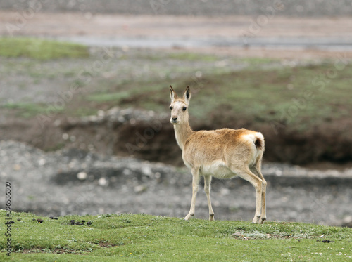 Tibetan Gazelle, Procapra picticaudata photo