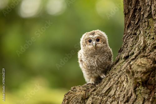 Tawny Owl - Strix aluco - juvenile just out from the nest. Czech republic