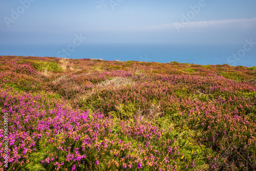Cornwalli  UK  Beautiful heather along the Cornish coast path. Between St. Ives and Pendeen