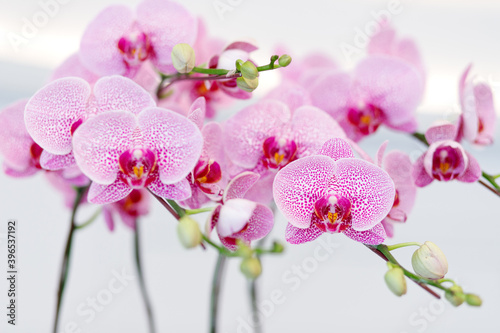 Close up beautiful orchid flowers decorated indoor.