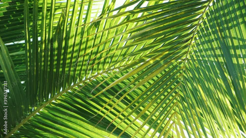 Tropical coconut palm leaf swaying in the wind with sun light, Summer background, slow motion. Tropical coconut palm leaf swaying in the wind with sun light, Summer background, slow motion.