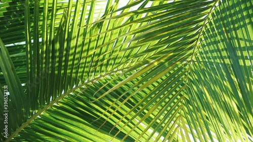 Tropical coconut palm leaf swaying in the wind with sun light, Summer background, slow motion.