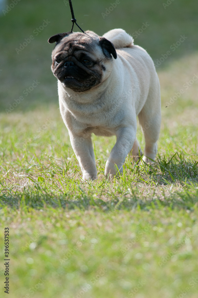 Fototapeta premium Pug walking on leash