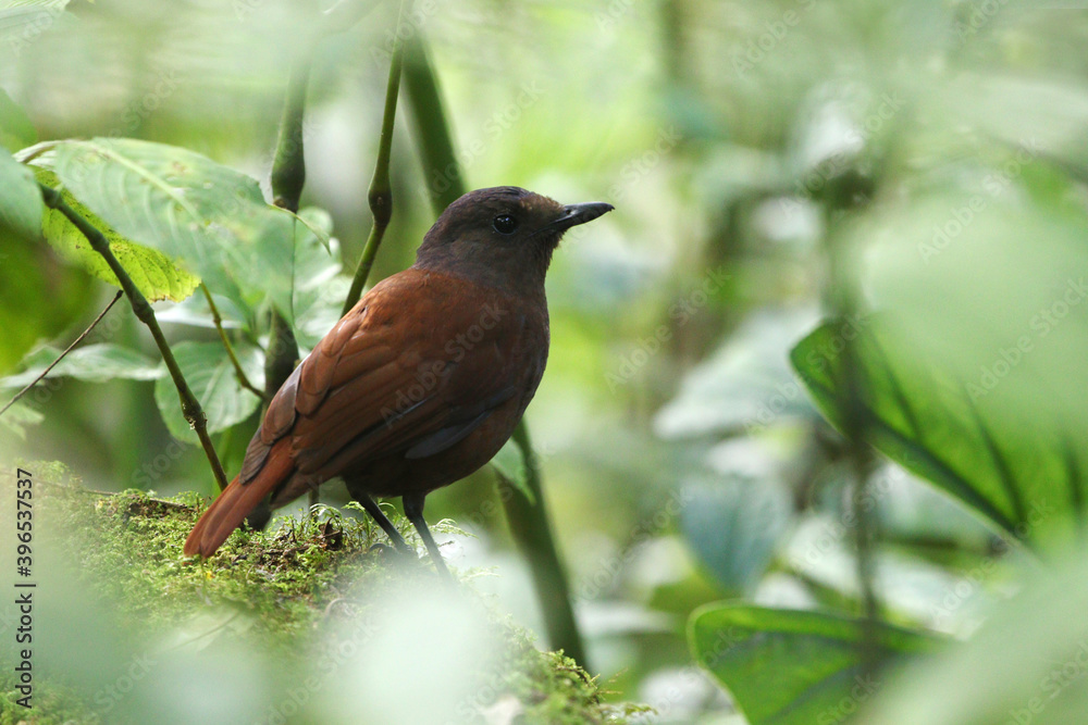 Fototapeta premium Brown-winged Whistling Thrush, Myophonus castaneus