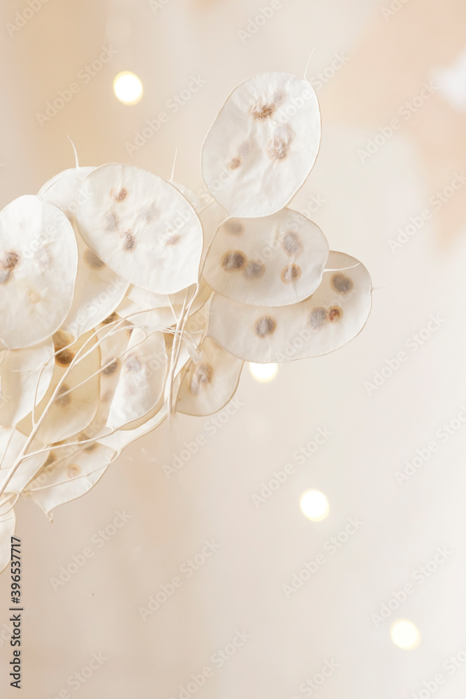 Dry lunaria on a pastel beige background. dry seed pods of lunaria with seeds visible. Floral minimal home interior boho style. Lunaria annua, moonwort. Selective focus Dry lunaria on a pastel beige background. dry seed pods of lunaria with seeds visible. Floral minimal home interior boho style. Lunaria annua, moonwort. Selective focus