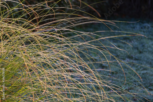 pampas grass in morning sunlight