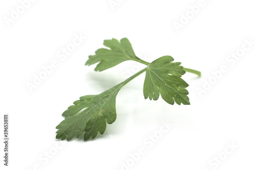 Closeup of organic parsley leaf on white background