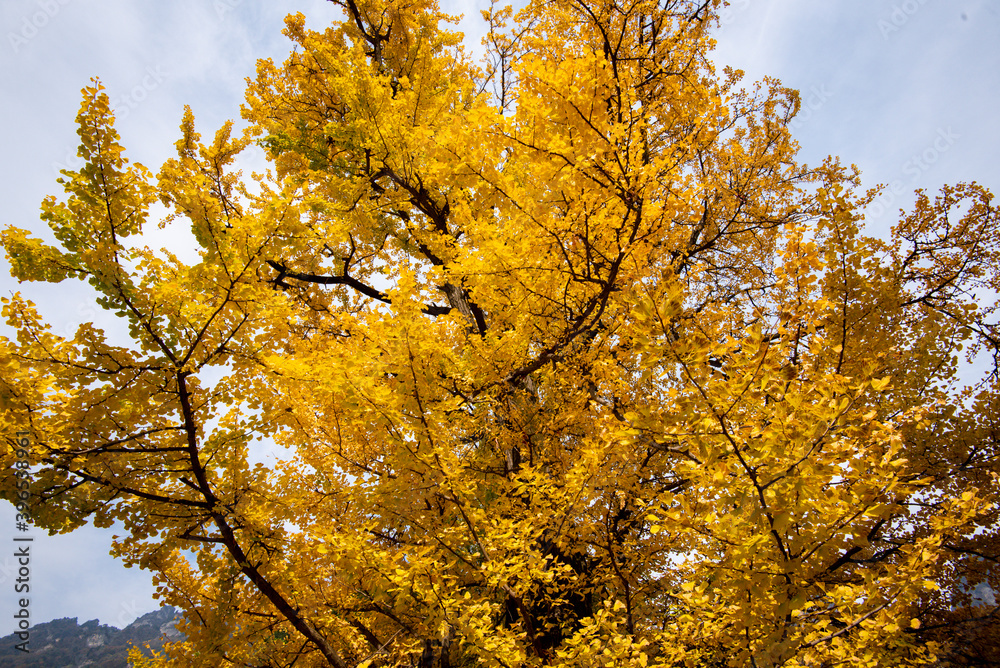 Ginkgo tree in the fall of yellow fallen leaves Ginkgo tree in the fall of yellow fallen leaves