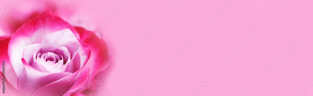 Pink rose flowers background Pink rose flowers background