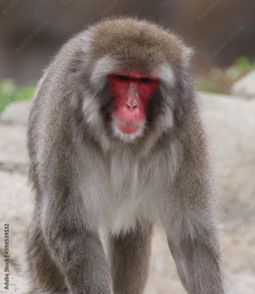 Obraz premium portrait of a macaque