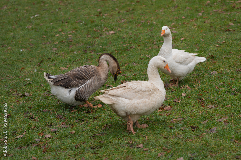 various rural animals in nature various rural animals in nature