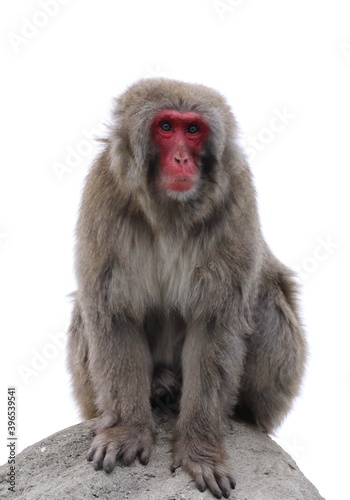 Macaque sitting