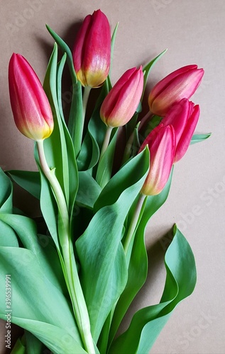 Close up of bright red tulips from Holland

 #396539991