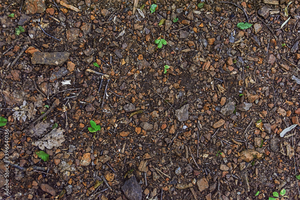 Ground of forest with red earth, leaves and branches Ground of forest with red earth, leaves and branches