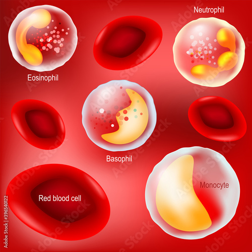 red blood cells and white blood cells on red background