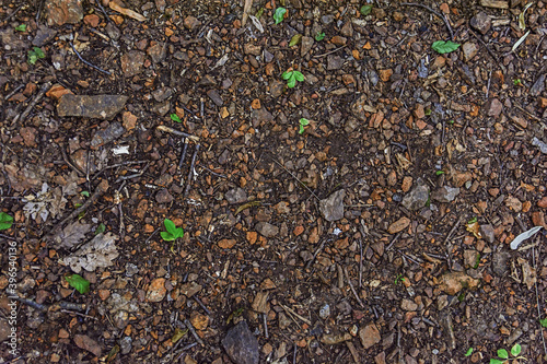 Ground of forest with red earth, leaves and branches