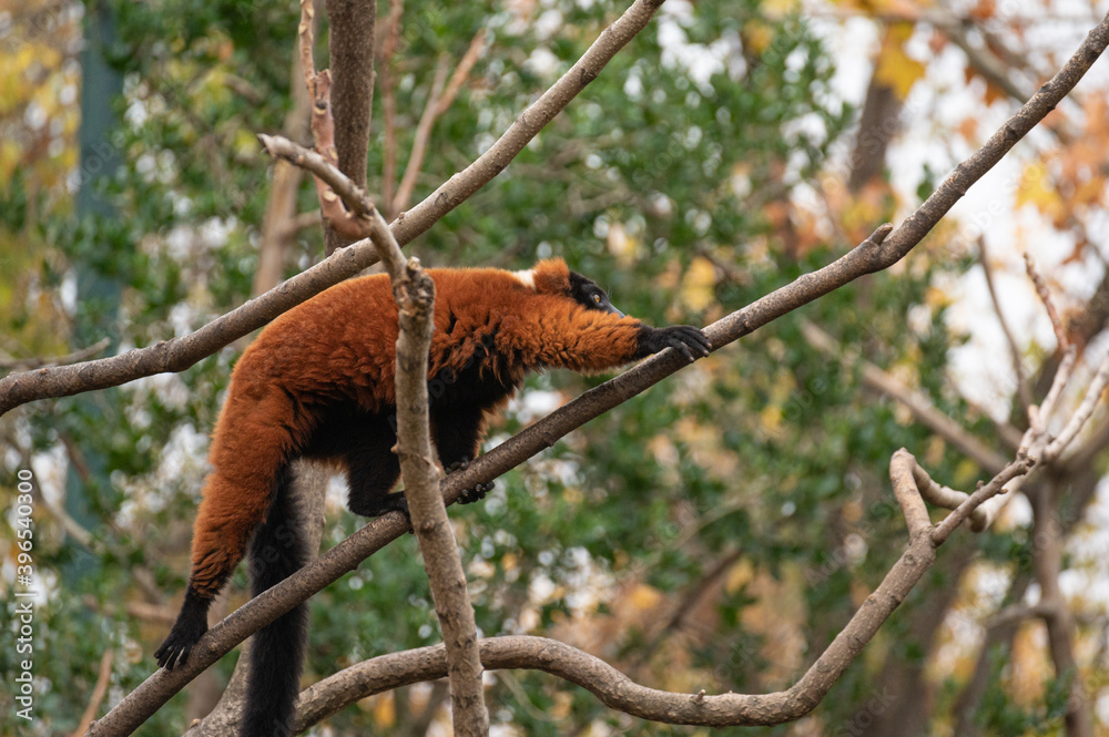 Fototapeta premium Red ruffed lemur (Varecia rubra), one of the 25 most endangered primates in the world, moving between trees climbing up the branches