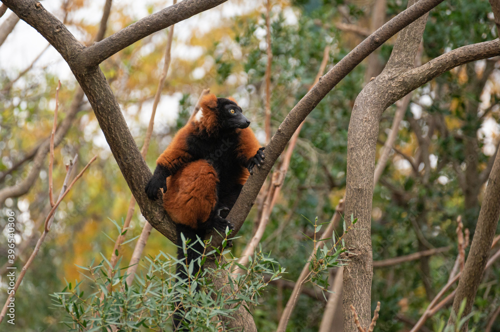 Fototapeta premium Red ruffed lemur (Varecia rubra), one of the 25 most endangered primates in the world, perched in a tree looking to the horizon 