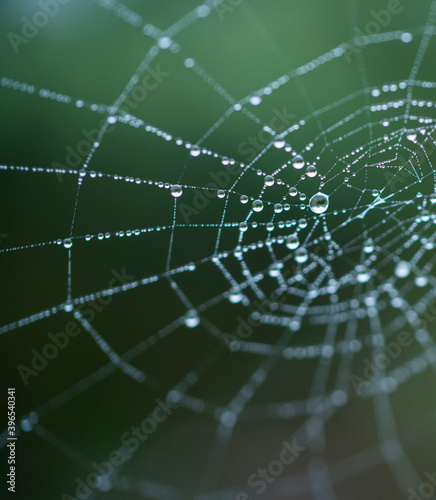 Spider web, spider, Néouvielle Nature Reserve, Vallée d'Aure, L'Occitanie, Hautes-Pyrénées, France, Europe © JUAN CARLOS MUNOZ