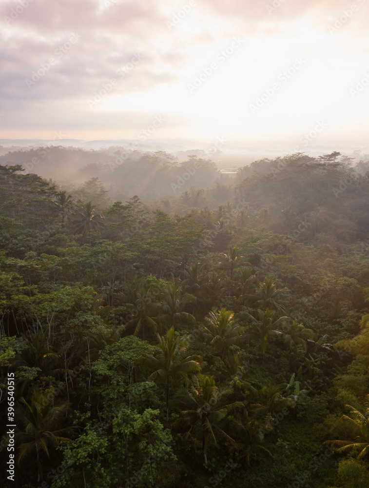 Beautiful Sunset On The Forest With Mist Beautiful Sunset On The Forest With Mist