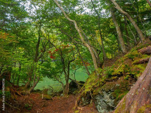 Forest in lakeside  Tochigi  Japan 