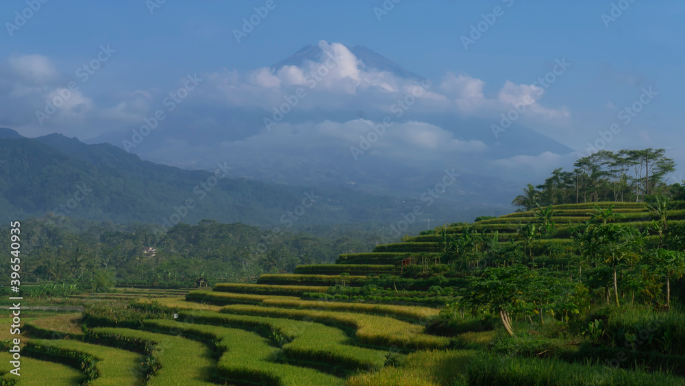 Terraced rice field with Sumbing Mountain on the background with slightly foggy weather in the morning. Kajoran rice field, Central Java, Indonesia