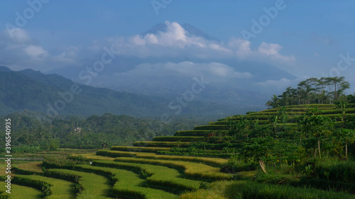 Terraced rice field with Sumbing Mountain on the background with slightly foggy weather in the morning. Kajoran rice field, Central Java, Indonesia