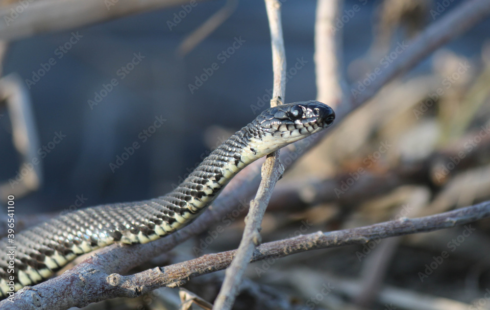 Obraz premium Snakes on the river in dry grass in spring