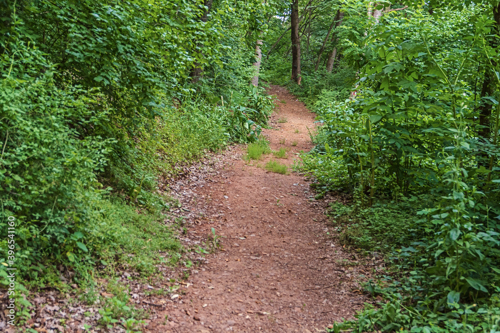 Hiking trail between greenery in the heavy brush and trees in the forest Hiking trail between greenery in the heavy brush and trees in the forest