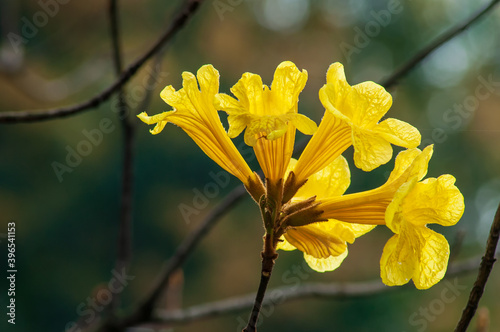 Blooming yellow guayacan(Handroanthus chrysanthus) flowers on the Golden Bell Tree
