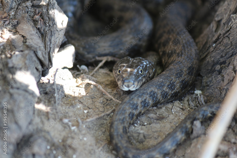 Snakes on the river in dry grass in spring Snakes on the river in dry grass in spring