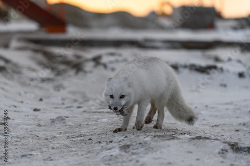 Arctic fox in winter time in Siberian tundra at sunset.