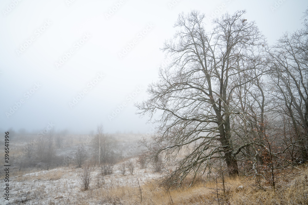 A ravine on the edge of an oak forest is shrouded in fog