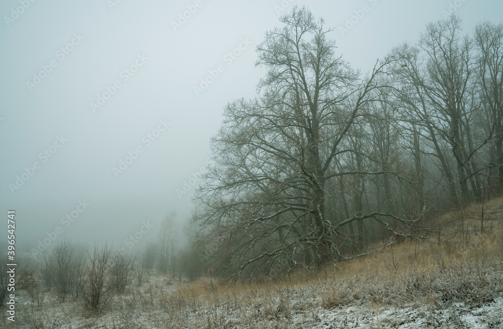 A huge oak tree on the edge of the forest is shrouded in fog at noon A huge oak tree on the edge of the forest is shrouded in fog at noon