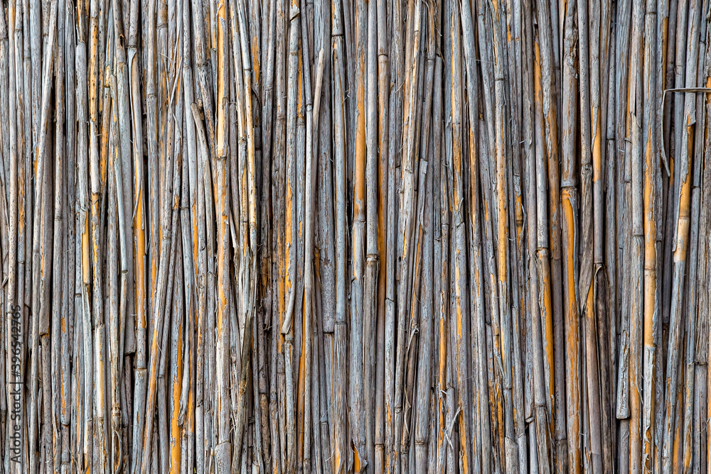 Yellow gray bamboo background. Fence from tied reed. A wooden tied wall with vertical reeds. Reed straw abstract background. Old reed fence texture. - obrazy, fototapety, plakaty 