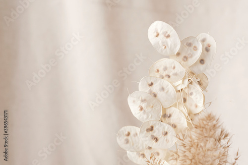 Dry lunaria on a pastel beige background. dry seed pods of lunaria with seeds visible. Floral minimal home interior boho style. Lunaria annua, moonwort. Selective focus photo