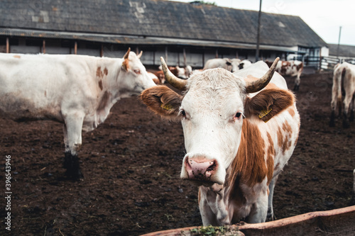 Cows on the form. Milk, meat production. Household animals.