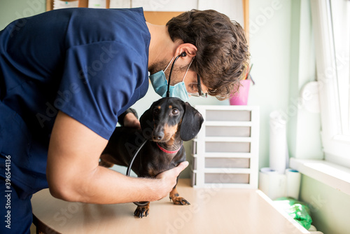 Young veterinarian examines a young dachshund dog in his office